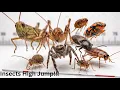 Insect High Jump Championship Grasshopper vs Camel Cricket vs Flea Froghopper spider roach