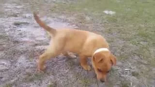 Available for adoption thru Florida Pointer Rescue