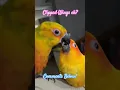 Caesar vliegt! Gekortwiekte vleugels, hè?! #papegaai #liefde Zon Jendaya Conure!