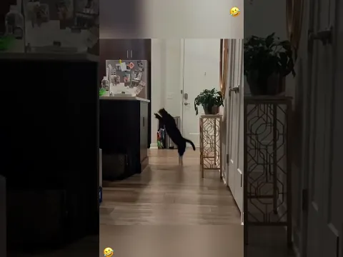 Funny cat #foryou #funny #usa #funnyvideos #cat #scared