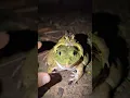 Toad on Big Bullfrog for Funny Boing Boing | Frogs Jump Fun | Catching frogs hahaha