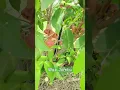 Download Lagu Wax jambu,  One of the rare tropical fruit growing in South Florida!