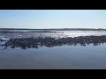 Oyster Reefs near Chincoteague