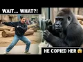 Lagu But the Gorilla Did It Anyway 😳