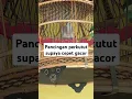 Download Lagu perkutut denger suara ini pasti langsung bunyi #kututmanggung #perkutut#perkututtuban #prekututlokal