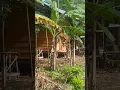 Download Lagu SUARA BURUNG HANTU DARI RUMAH KEBUN SAAT MALAM PASTI SERAM‼️😱😱