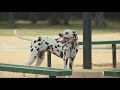 Pa dog license fee set to increase for first time in nearly 30 years