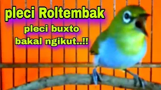 pancingan suara burung pleci gacor ngalas ngerol nembak bukpar