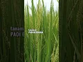 Lagu Perlakuan Saat Padi Berbunga #shorts #agriculture