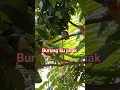 Download Lagu burung ku lagi nyantai #burungkutilangjinak