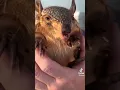 ⚡️Hairy Armadillo Screaming😅❤️#animals #shorts #funnyvideo #funny #pets #shortvideo #cute