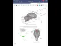 109 Nervous System Lab