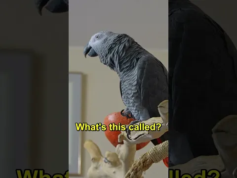 Crazy Shrek Bird 🤪