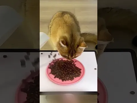 Engañó A Sus GATOS Con Comida Falsa Y El Segundo Hizo Algo INCREÍBLE 😂🐱