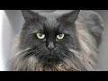 A strikingly beautiful Siberian Forest Void Cat