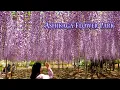 Download Lagu ASHIKAGA FLOWER PARK 2021, Episode-1 \