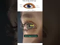 Download Lagu Parts of the Eye