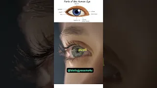 Parts Of The Eye 