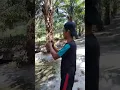 Download Lagu pikat Kacer di kebun sawit Kacer Kalimantan Barat bodi besar dapat nya#shorts
