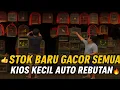 EDAN BANGET‼️ KIOS KECIL INI STOK BURUNGNYA GACOR SEMUA! PANTES DIBURU TERUS🔥