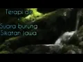 Lagu Terapi Burung Sikatan Jawa + Gemercik Air