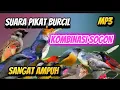 Download Lagu PIKAT BURCIL KOMBINASI SOGON RIBUT DAN  RIBUT MP3 ANTI ZONK SUARA JERNIH