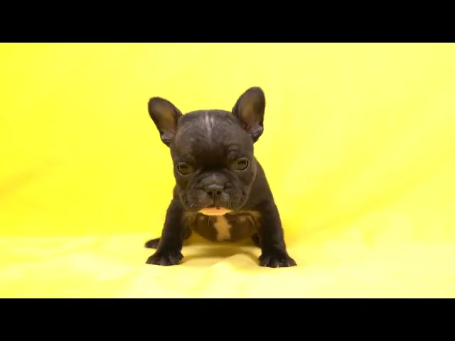 動画