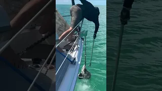 Muddy Anchor ⚓️ Follow Sailing Bye Felicia For More! #sailingbyefelicia #bahamas