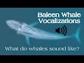 Download Lagu Baleen Whale Vocalizations: What Do Whales Sound Like?