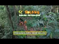 Download Lagu [FULL] Peradaban Suku Dayak Bulusu | SI BOLANG (10/11/25) MP3