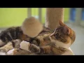 Chatting About Cats Cat Health