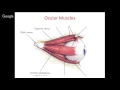 Theory Practice and Standardization of Eye-tracking Technology
