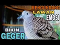 Download Lagu PERKUTUT LOKAL MENGANDUNG LAWAN EMOSI BIKIN GEGER SUARA SUPER KRISTAL 