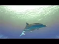 Download Lagu OceanChild - Seas of Time (official music video)