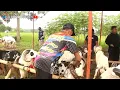 Download Lagu Pentas Seni DOMBA Garut DESA Leuweunggede JATIWANGI majalengka