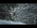 Moments of stillness | Piano Playlist