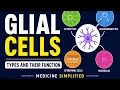 Glial Cells Types and their function Astrocytes Microglia Oligodendrocytes Schwann Cells