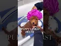Download Lagu Cute puppy bath routine #ASMR #puppy #puppybathroutine #dogbath #dogmom #asmrsounds #satisfying