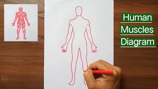 Muscular System Anatomy Diagram Human Muscle Drawing Theanatomylab 