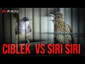 Download Lagu MASTERAN SIRI - SIRI  VS CIBLEK KRISTAL