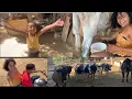Lagu Adi visit a farm / we show you how to milk a cow 😱😱