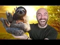 10 Amazing Facts about the Sloth