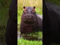 Download Lagu Animais do Safari africano.