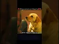 Lagu Dog hugs his angry owner! 777 Charlie movie scene ♥ #labrador #dog #love #shorts #cute #dogvideos