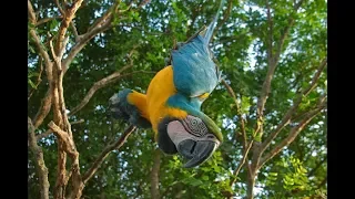 اصوات الطبيعة صوت الغابة للاسترخاء والنوم بدون موسيقى Jungle Natural Sound 