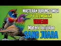 Lagu MASTERAN BURUNG LOMBA MATERI TONJOLAN VAREASI 