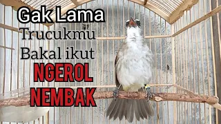 suara trucukan gacor nembak ngerol ini sebentar saja bisa bikin trucuk lain nyaut ikut ngerol