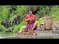 Download Lagu Country girls harvest galangal to sell at the market, delicious dish made from galangal