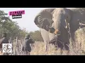 Download Lagu Tembakan Jarak Dekat pada Gajah Besar