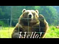 WavingBear Gif